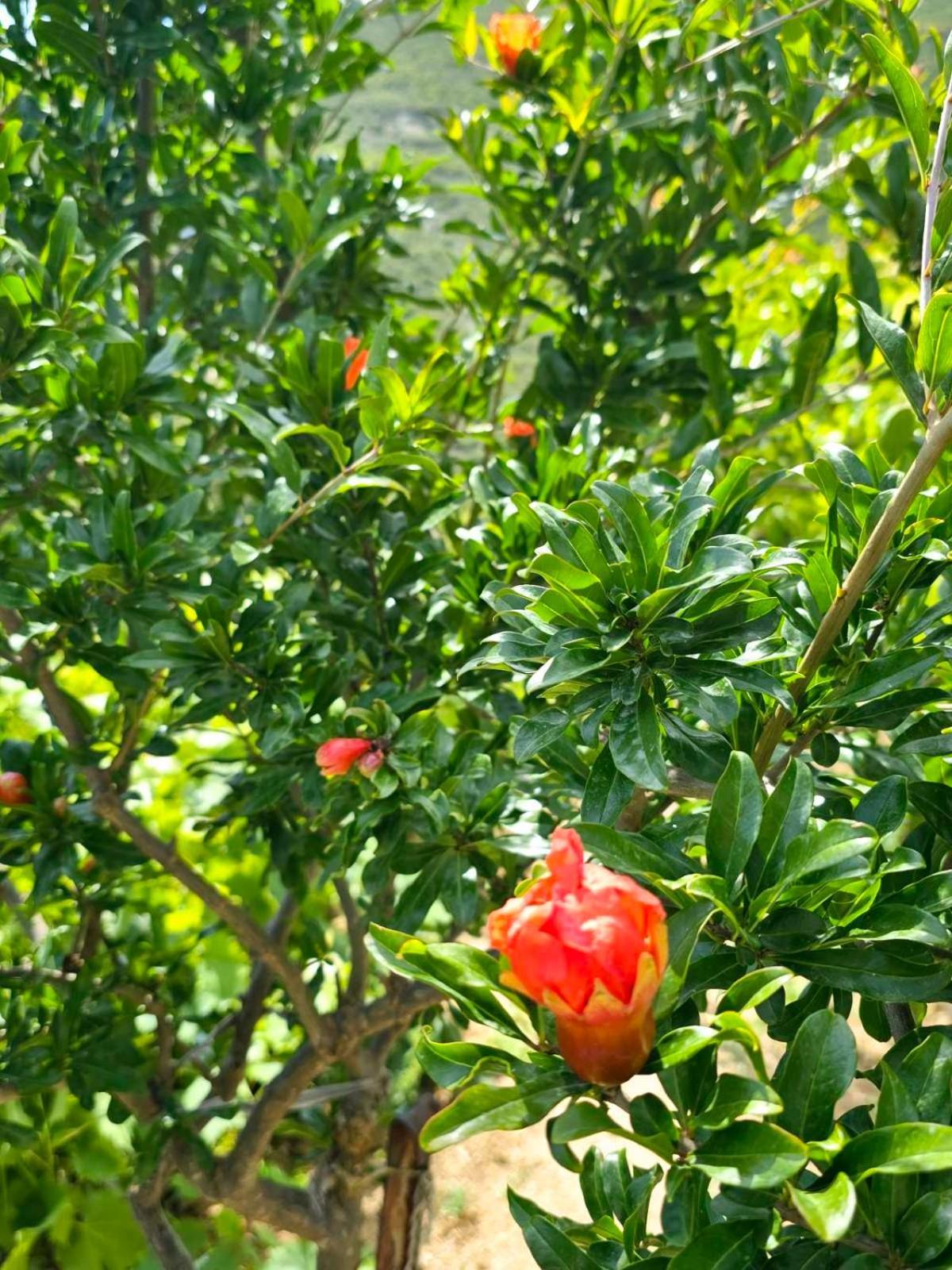 Philoxenia Guest House Himare Bagian luar foto