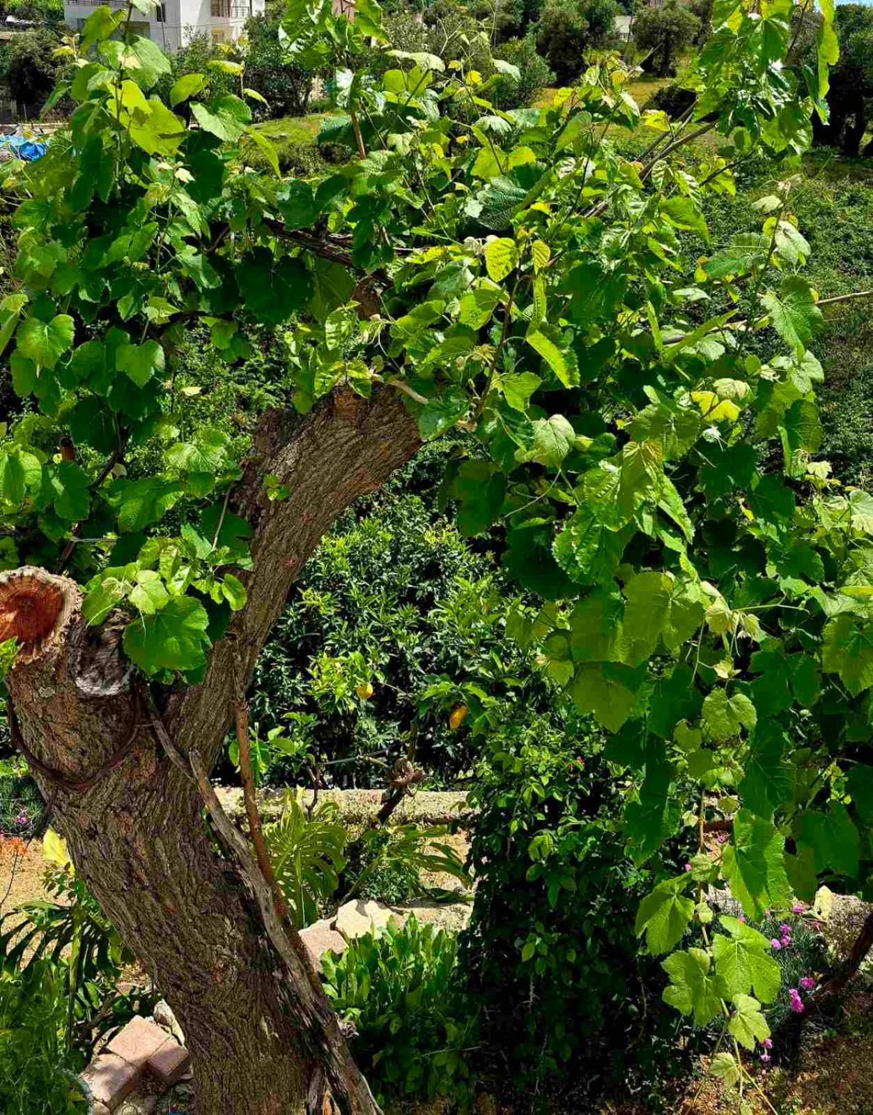 Philoxenia Guest House Himare Bagian luar foto